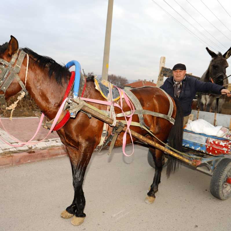 Bir üst model katır almak için eşeğini satıyor #2