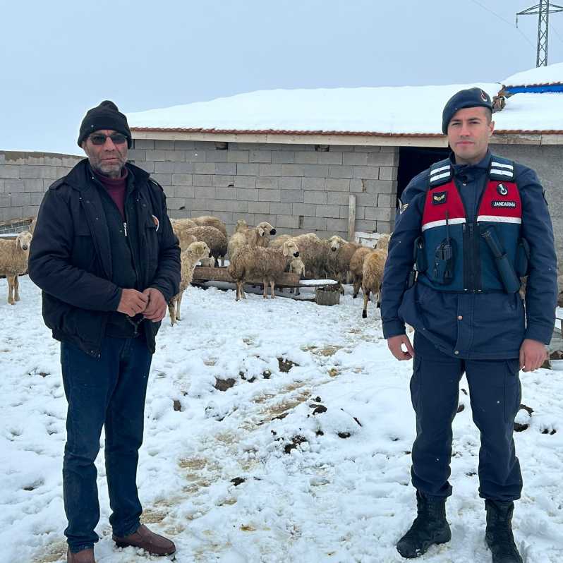 Kaybolan koyunları jandarma buldu #1