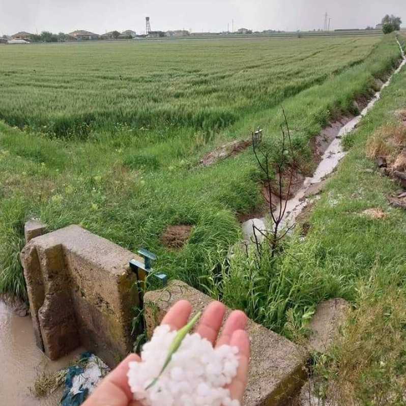 Aksaray'da dolu yağışı ekinlere zarar verdi #1