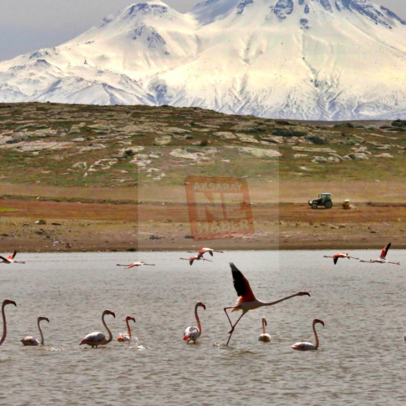 Aksaray'da flamingoların yaşam alanı kurak toprağa döndü #1