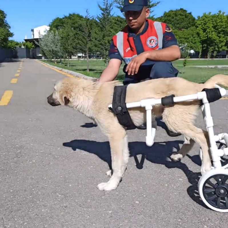 Jandarma ekipleri felçli sahipsiz köpeğe yürüteç yaptı #2