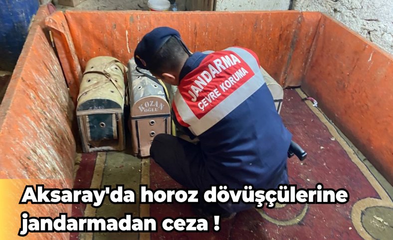 Aksaray'da horoz dövüşçülerine jandarmadan ceza !