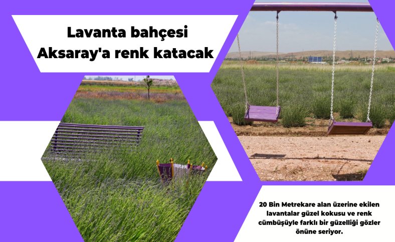 Lavanta bahçesi Aksaray'a renk katacak