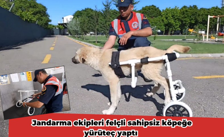 Jandarma ekipleri felçli sahipsiz köpeğe yürüteç yaptı