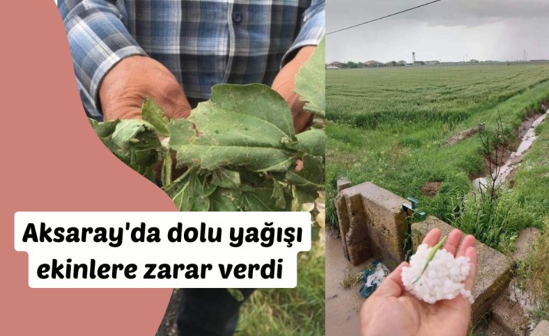 Aksaray'da dolu yağışı ekinlere zarar verdi