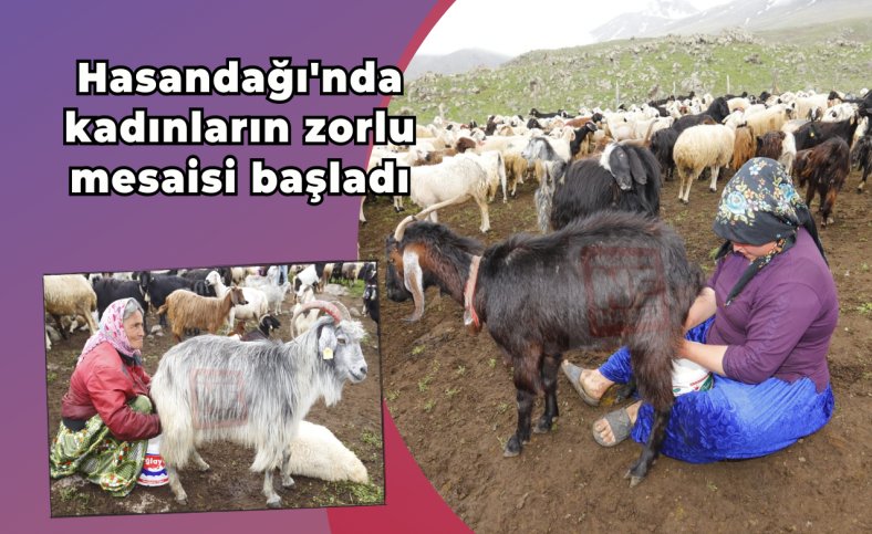 Hasandağı'nda kadınların zorlu mesaisi başladı