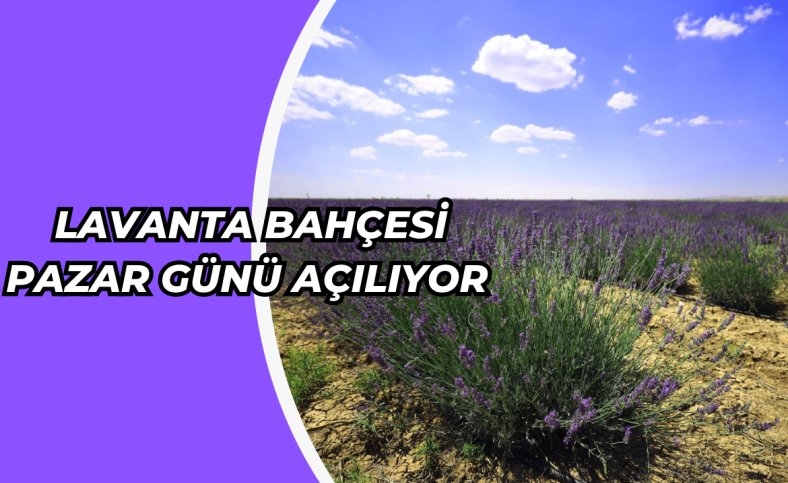 Lavanta Bahçesi pazar günü açılıyor