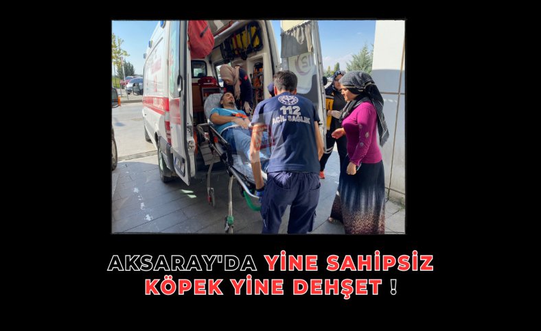 Aksaray'da yine sahipsiz köpek yine dehşet !