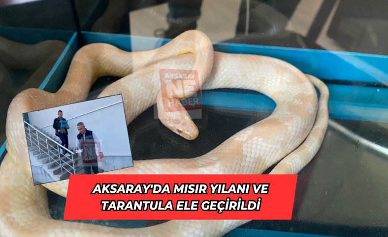 Aksaray'da Mısır yılanı ve Tarantula ele geçirildi