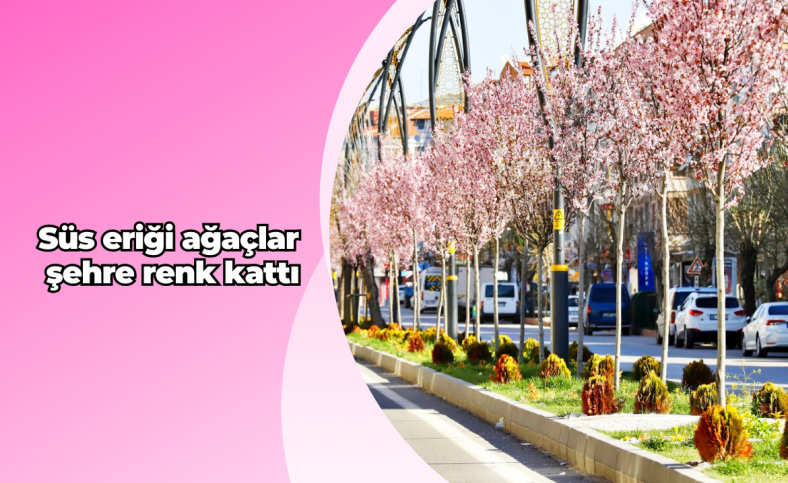 Süs eriği ağaçlar şehre renk kattı