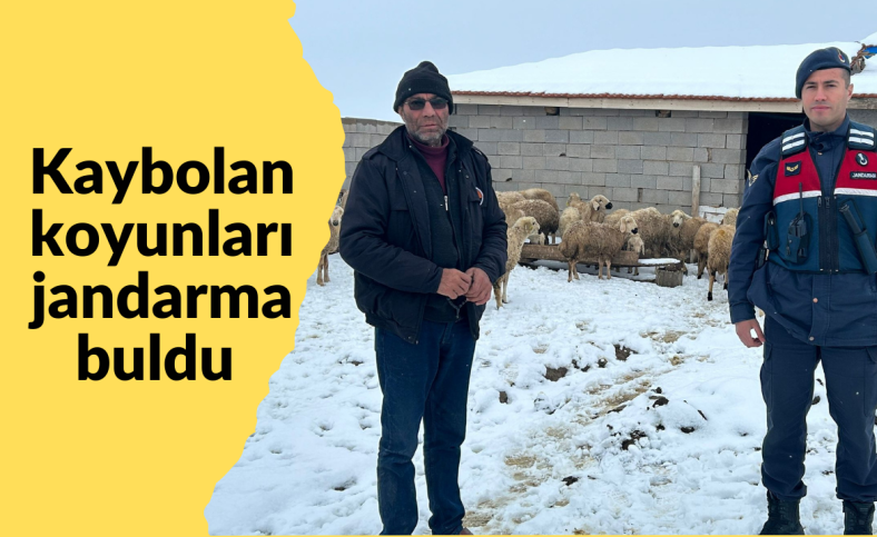 Kaybolan koyunları jandarma buldu