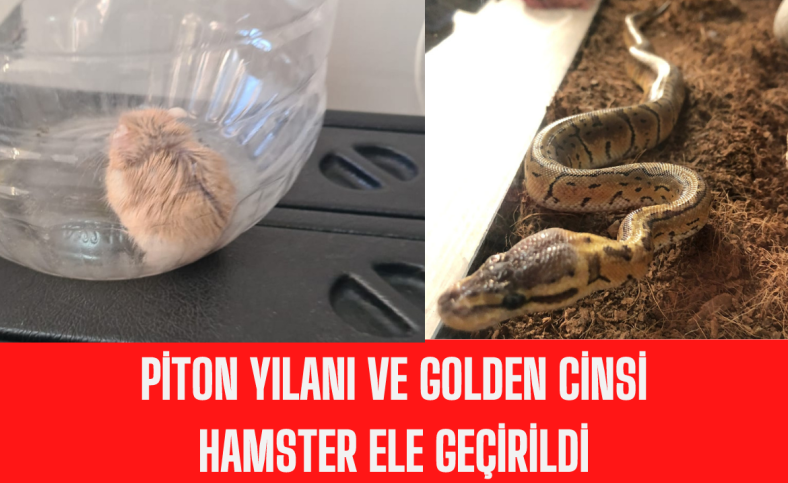 Piton yılanı ve golden cinsi hamster ele geçirildi